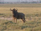 Africa 093 : Africa, Animal, Botswana, Makgadikgadi, Mammal, Wildebeest